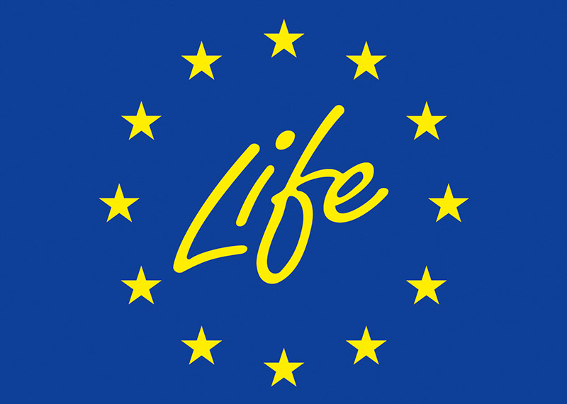 lifebandera